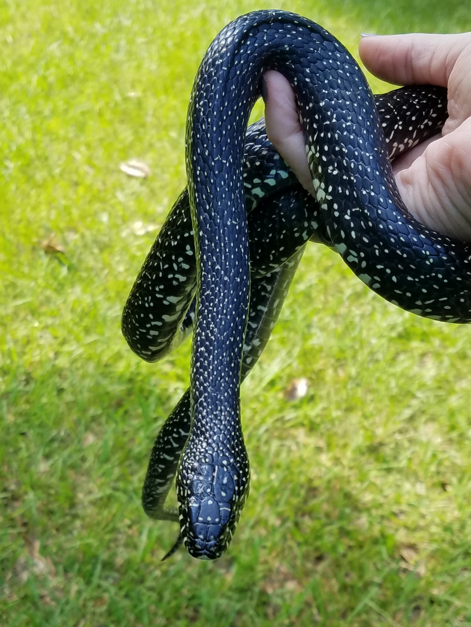 Get to Know Native Snakes project image